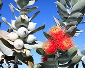 Over 100 eucalypt tree species newly recommended for threatened listing