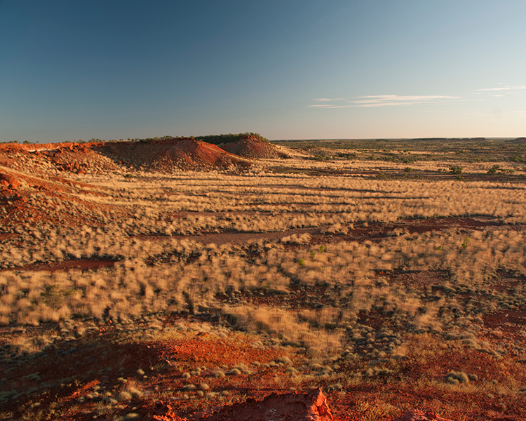 Conserving Australia’s ghost of the arid interior – the night parrot