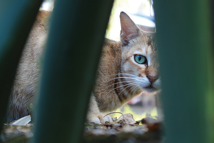 The conundrum of cats in Australia