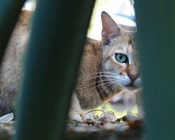 The conundrum of cats in Australia