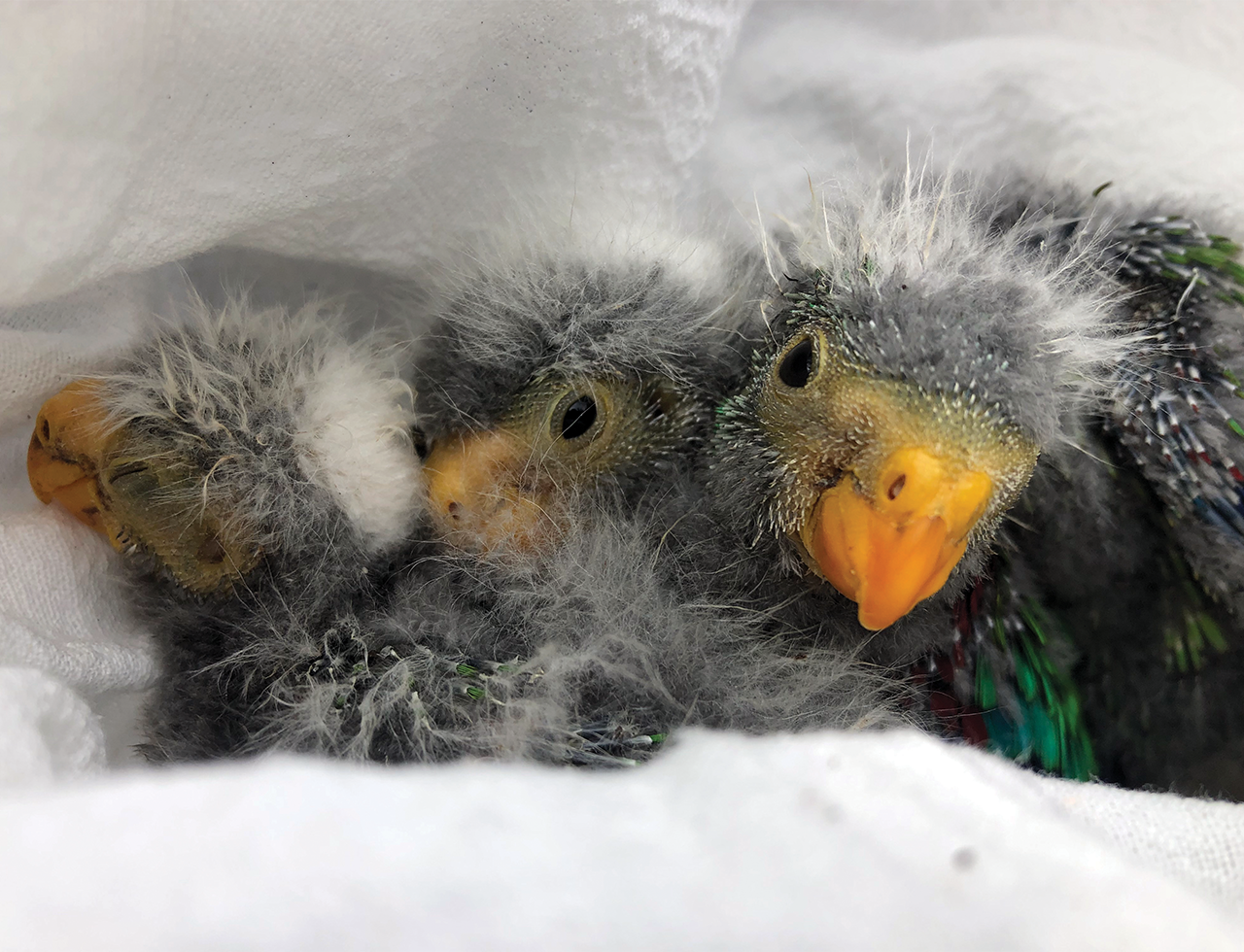 swift parrot chicks