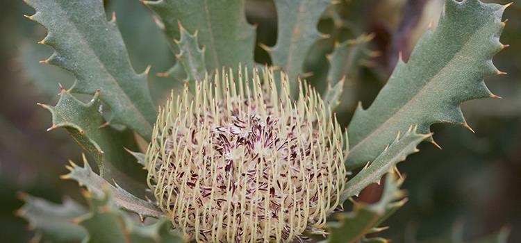 National Action Plan for Australia’s most imperilled plants