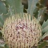 National Action Plan for Australia’s most imperilled plants