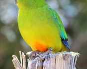 Tasmanian birds top endangered species list