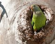 Learning from a failed biodiversity offset