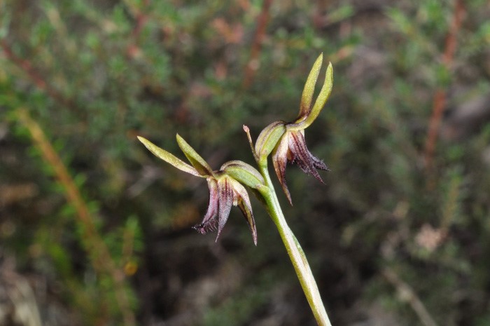 Red alert warning system for threatened plants