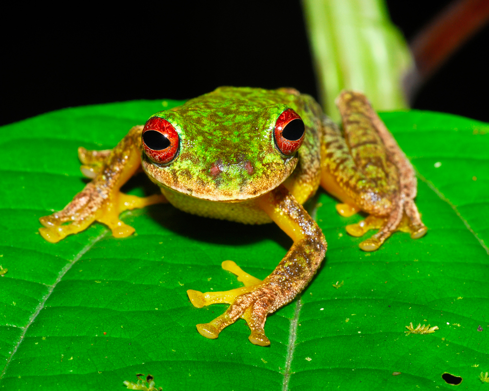 Mass amphibian extinctions globally caused by fungal disease