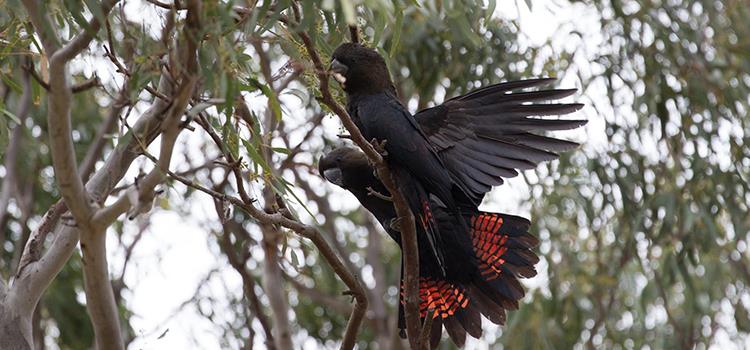Bioacoustic monitoring of breeding in glossy and red-tailed black-cockatoos