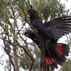 Bioacoustic monitoring of breeding in glossy and red-tailed black-cockatoos