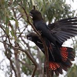 Bioacoustic monitoring of breeding in glossy and red-tailed black-cockatoos