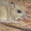 Mitigating cat impacts on the brush-tailed rabbit-rat