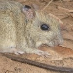 Mitigating cat impacts on the brush-tailed rabbit-rat