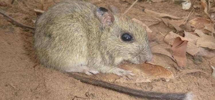 Mitigating cat impacts on the brush-tailed rabbit-rat