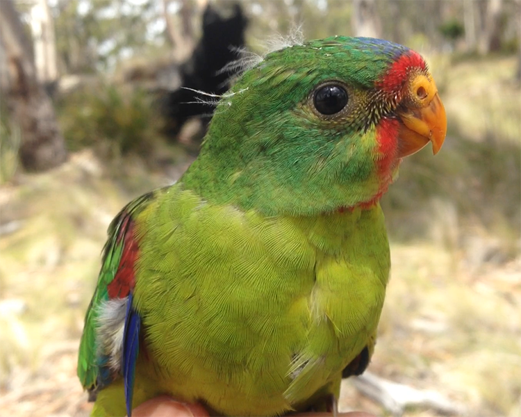 Scientists fighting to stop endangered parrot massacre
