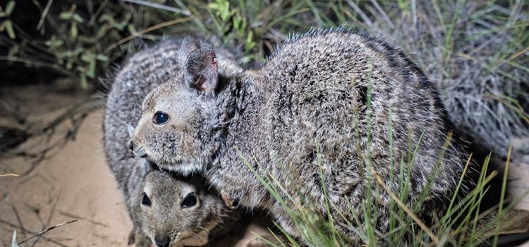 Genetic management and population modelling of translocated fauna