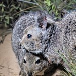 Genetic management and population modelling of translocated fauna