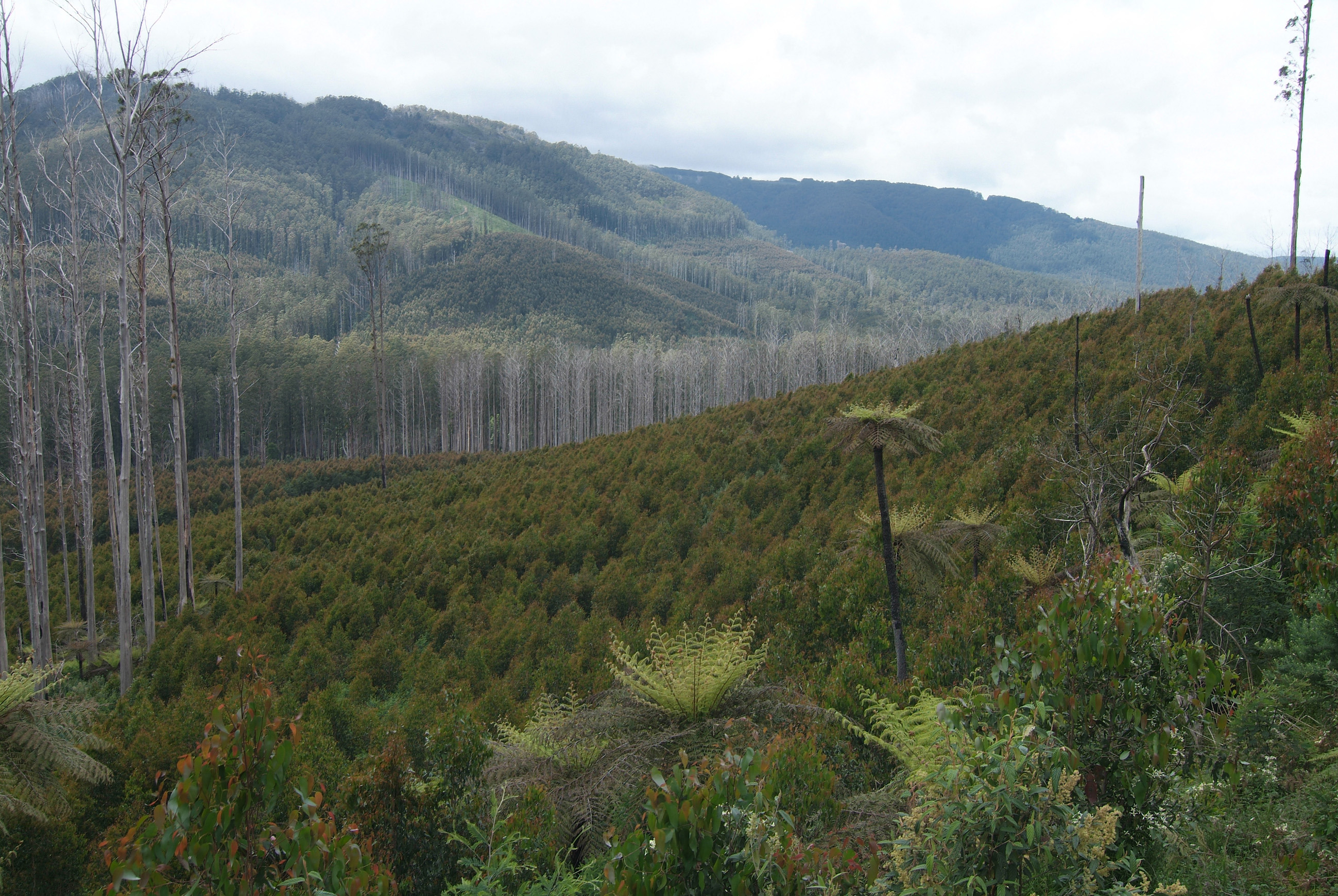 Videos: Environmental Economic Accounts for the Victorian Central Highlands