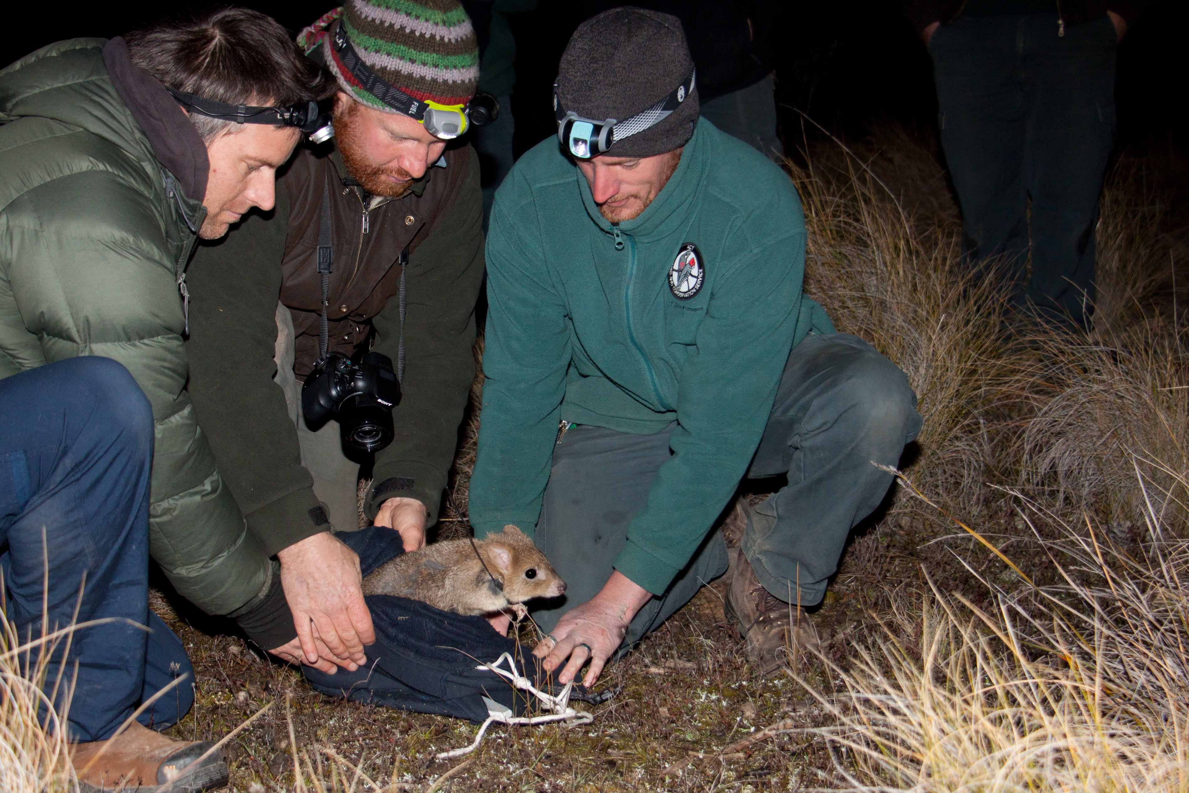 A bettong in the bush is worth…