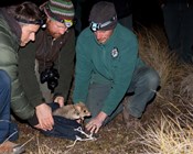 A bettong in the bush is worth…