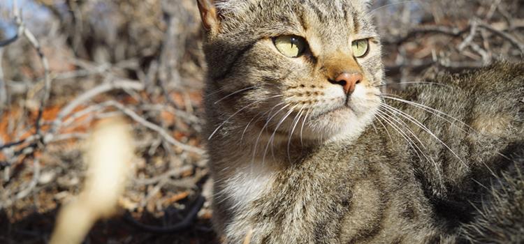 Cat impacts and management: Knowledge exchange for stakeholders