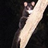 The conservation of Greater Glider populations in the Victorian Central Highlands