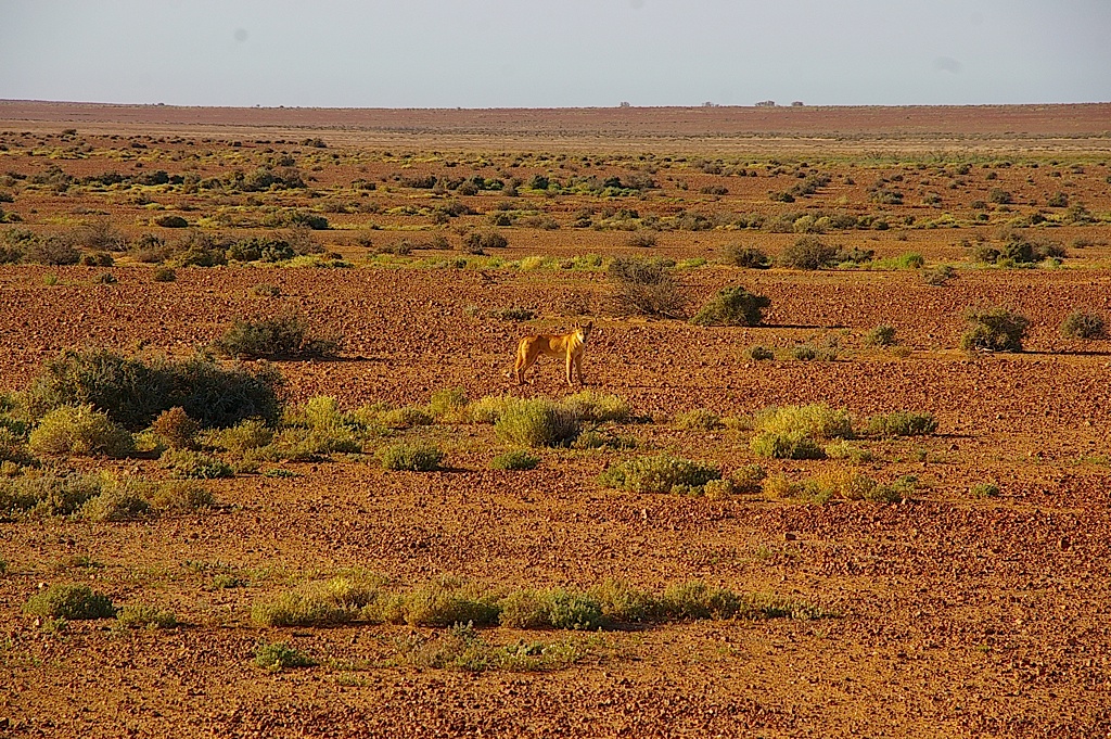 Mapping refuges across Australia