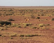 Mapping refuges across Australia
