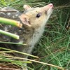 Using reintroductions to understand causes of mammal declines and extinctions at Booderee National Park