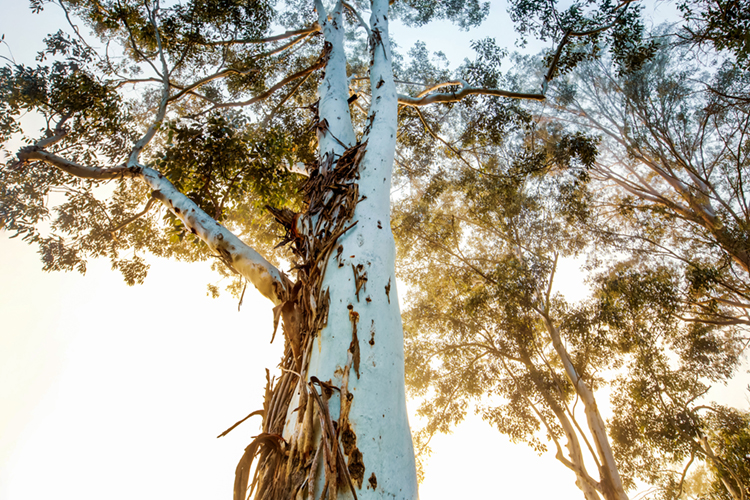 Australia’s best eucalypt photos put spotlight on worrying trend