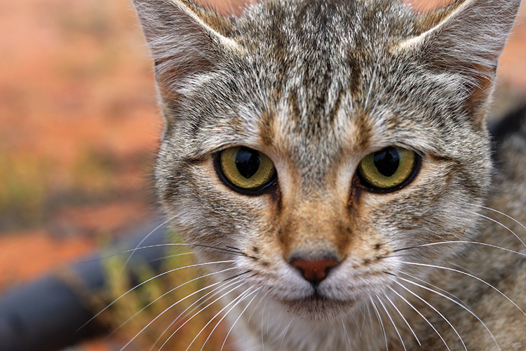 Addressing our wildlife cat-astrophe