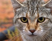 Addressing our wildlife cat-astrophe