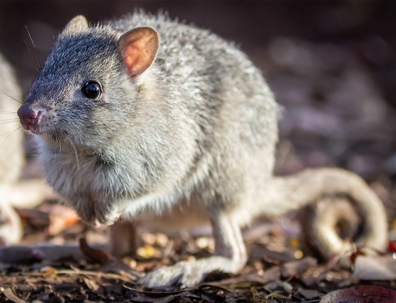 Symposium puts North Queensland’s Threatened Species in the spotlight