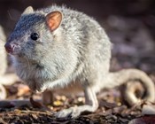 Symposium puts North Queensland’s Threatened Species in the spotlight