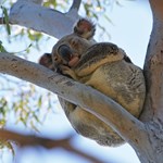 Better managing fires and their impacts for koala conservation