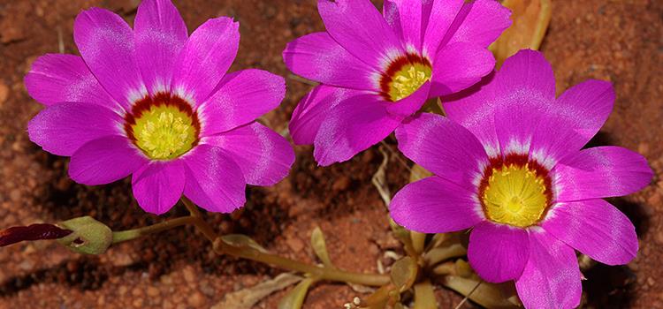 Improving conservation assessments and policy options for poorly known species