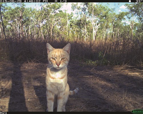 Feral cat caught on camera trap in the Northern Territory