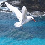 Saving species on Australian islands