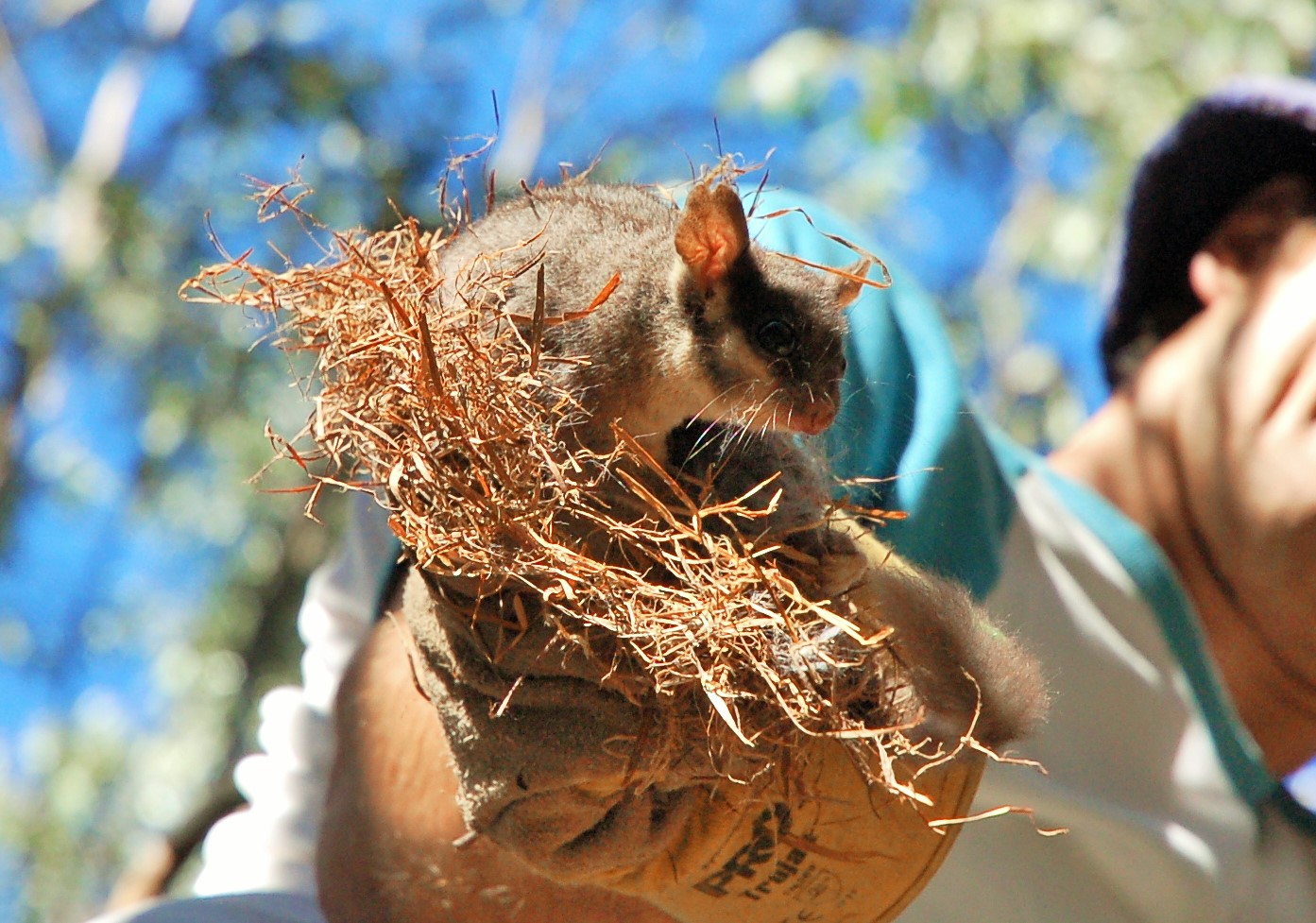 What do Leadbeaters Possums get up to at night?