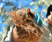 What do Leadbeaters Possums get up to at night?
