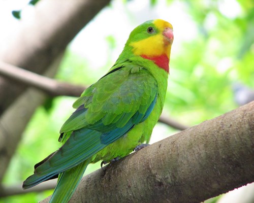 Threatened bird conservation in Murray-Darling Basin wetland and ...