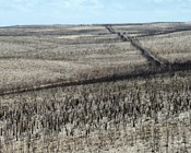 Key scientists to establish KI wildlife recovery plan