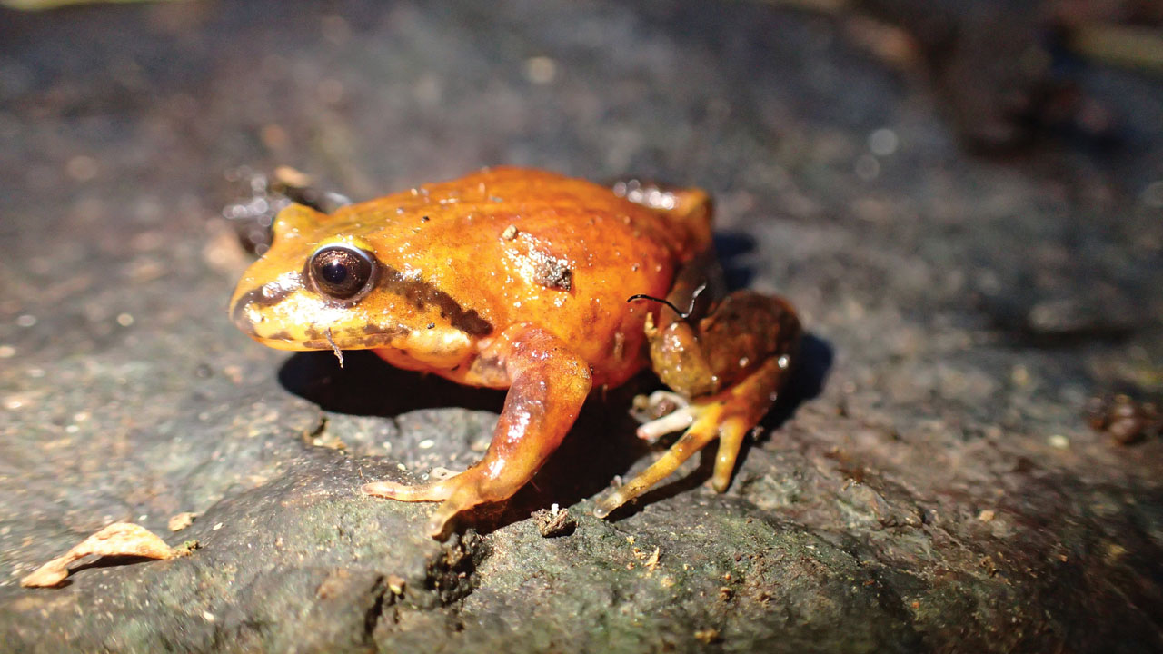 Post-fire impact assessment for priority frogs