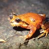Post-fire impact assessment for priority frogs
