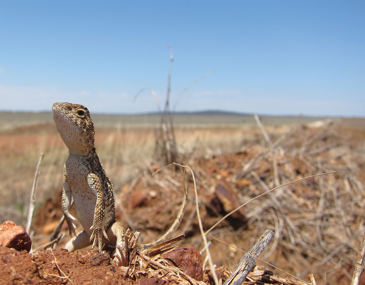 Unique yet neglected:  The Australian snakes and lizards on a path to extinction
