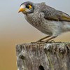Can culling noisy miners benefit threatened woodland birds?