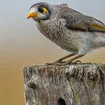 Can culling noisy miners benefit threatened woodland birds?