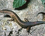 Keeping up with biodiversity loss