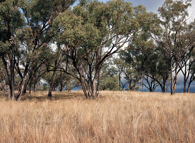 Post-fire recovery of Australia’s threatened woodlands: Avoiding uncharted trajectories