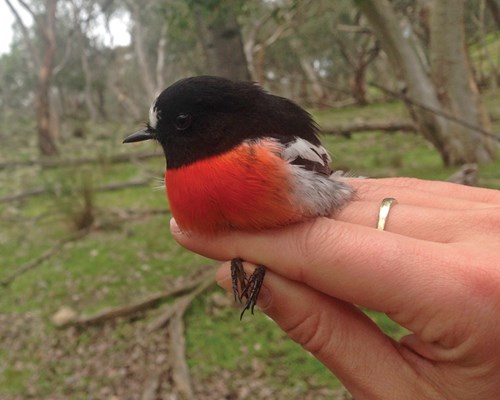 Scarlet Robin - Petroica boodang male_Donna Belder_w2