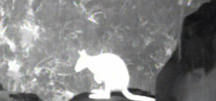 Thermal imaging for biodiversity monitoring